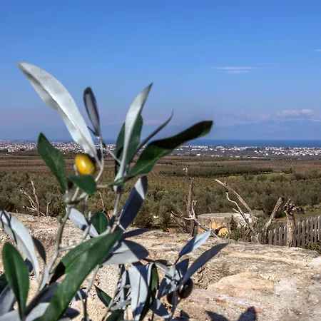 The Olive Hill